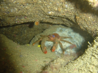 Diving on the Basque Coast 